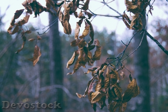 Devostock Brown Leaves Nature Autumn