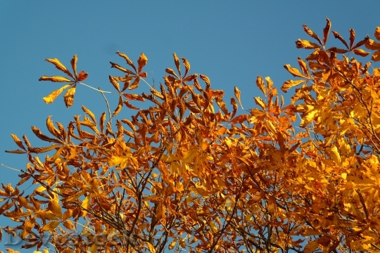 Devostock Buckeye Fall Leaves Gold