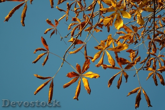 Devostock Buckeye Golden Autumn Fall