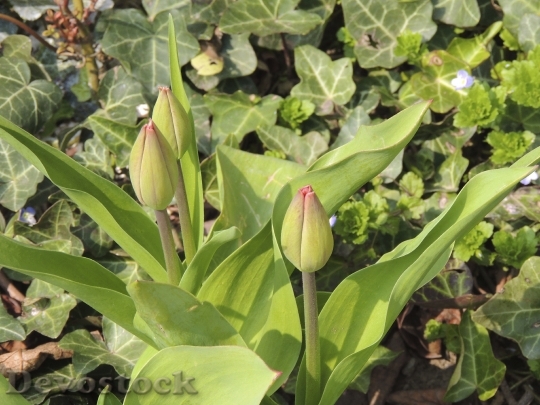 Devostock Bud Tulip Green Blossom