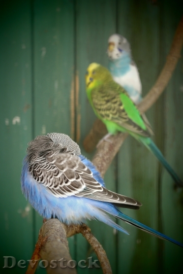 Devostock Budgie Colors Young Family