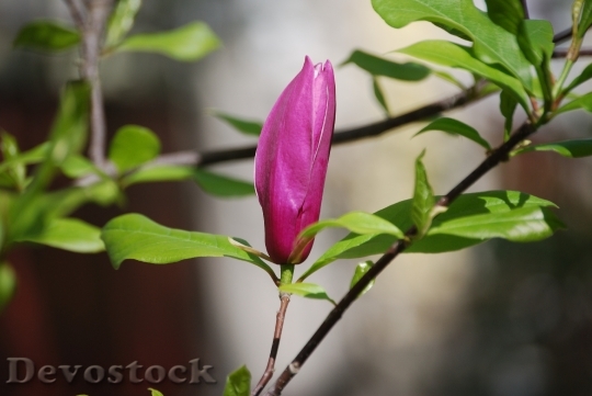 Devostock Bush Flower Tulip Tree