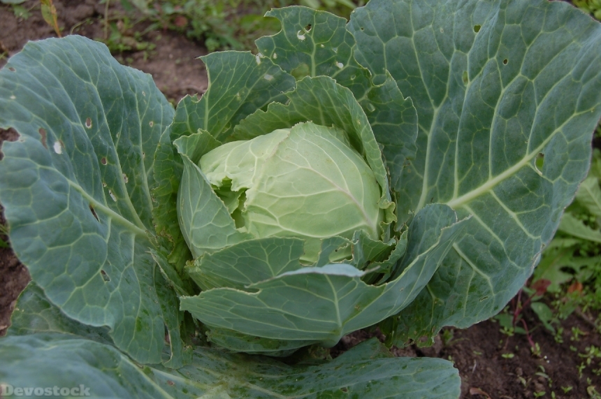 Devostock Cabbage Vegetable Green Fresh