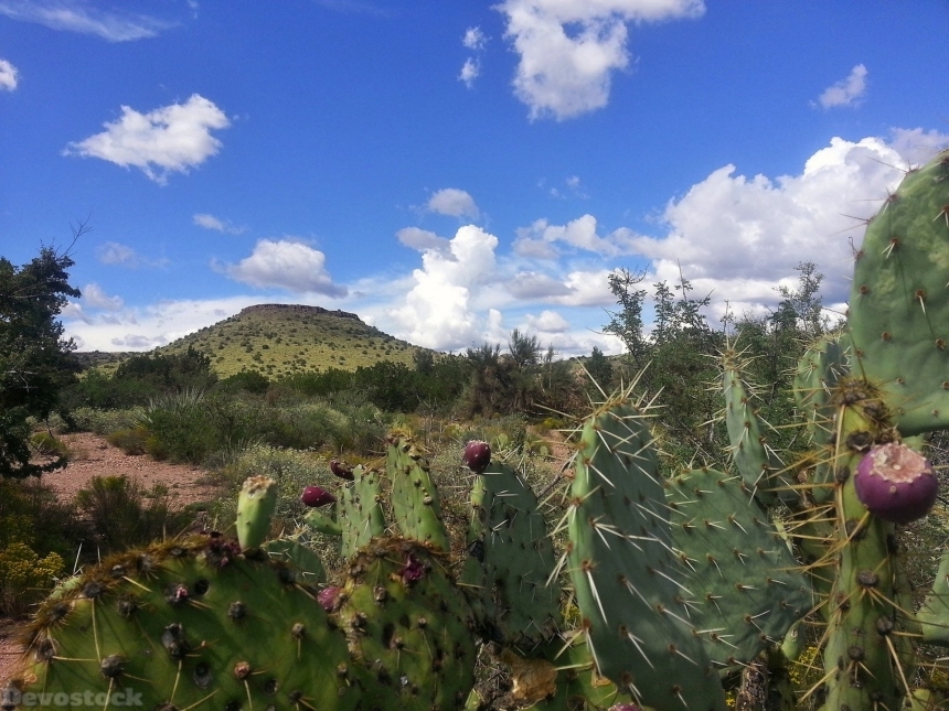 Devostock Cactus Desert Sedona Arizona