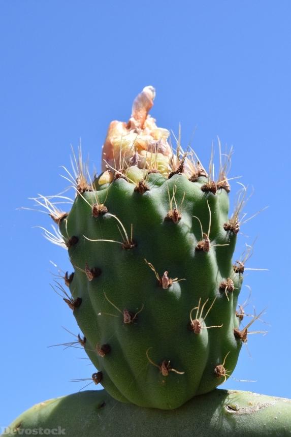 Devostock Cactus Prickly Pear 1452395