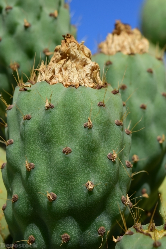 Devostock Cactus Prickly Pear 1604025