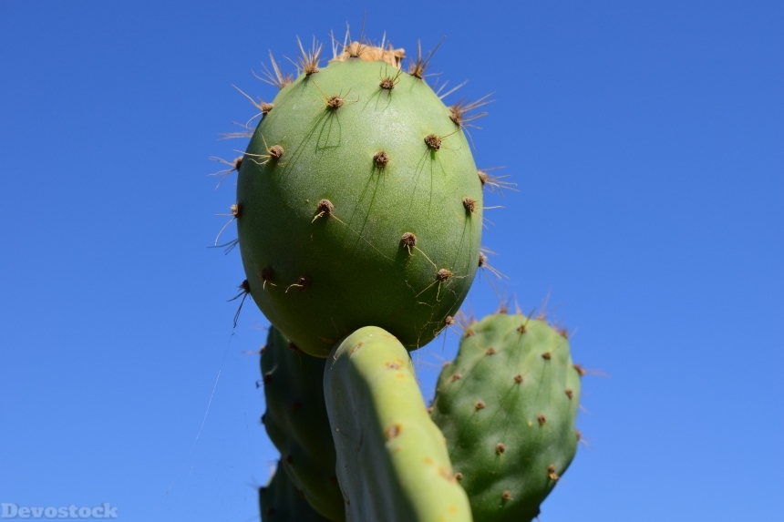 Devostock Cactus Prickly Pear 1604030