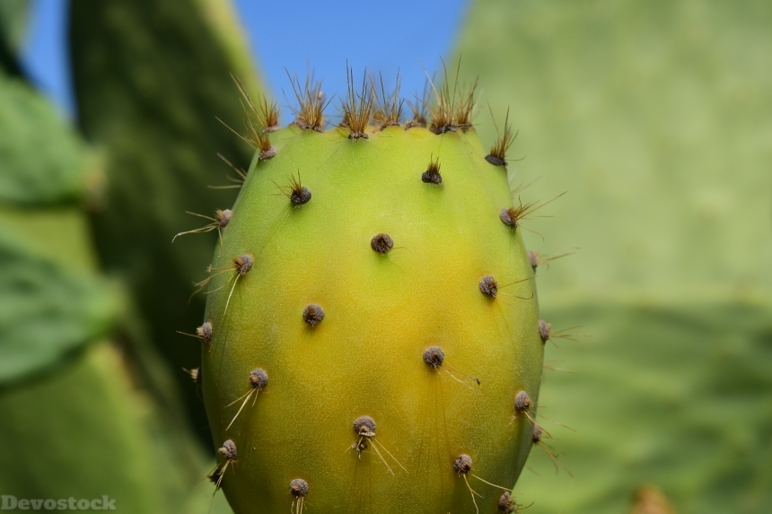 Devostock Cactus Prickly Pear 1604031