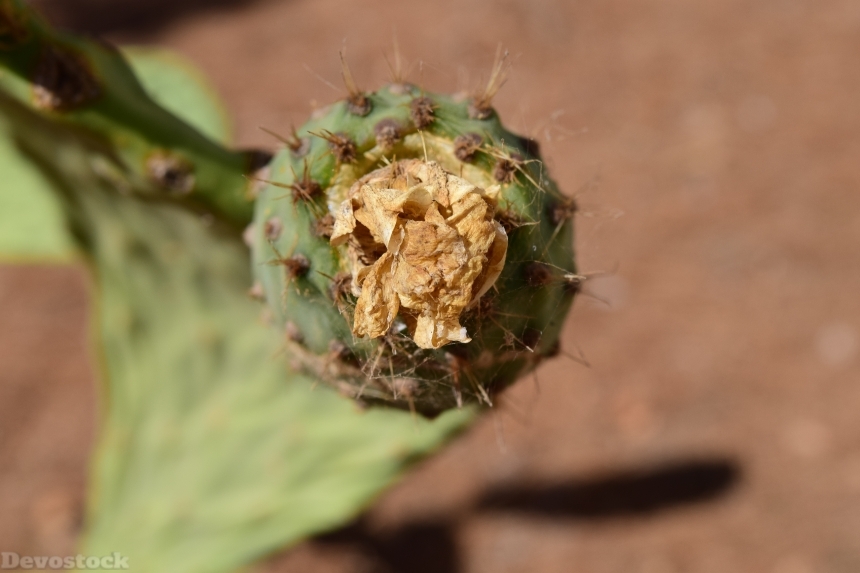 Devostock Cactus Prickly Pear 1604032