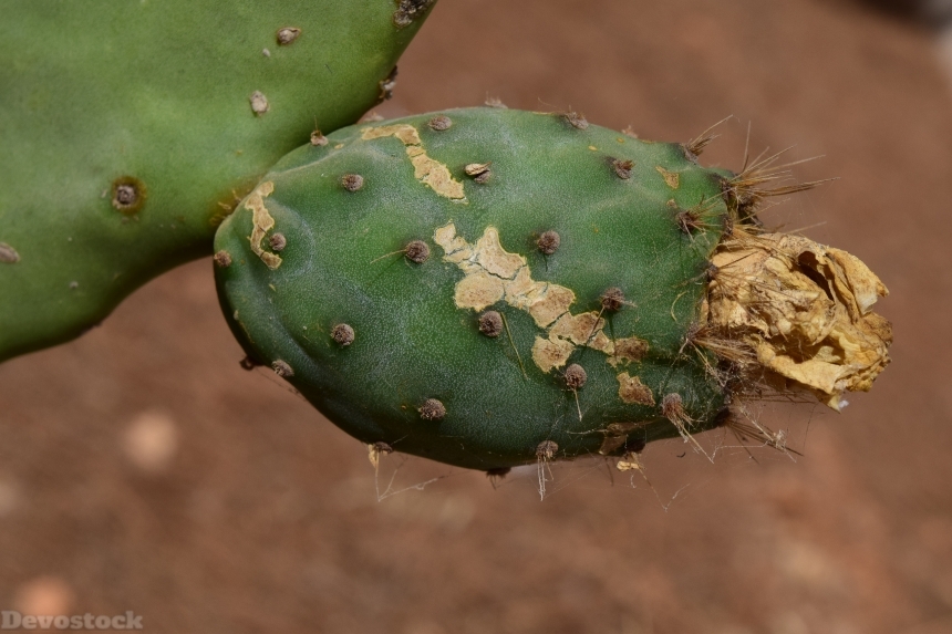 Devostock Cactus Prickly Pear 1604033