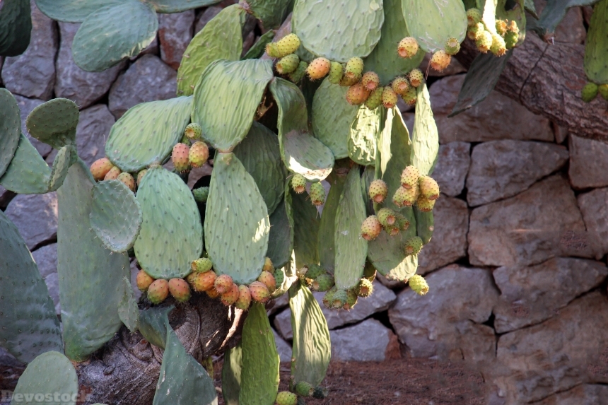 Devostock Cactus Prickly Pear 1663798