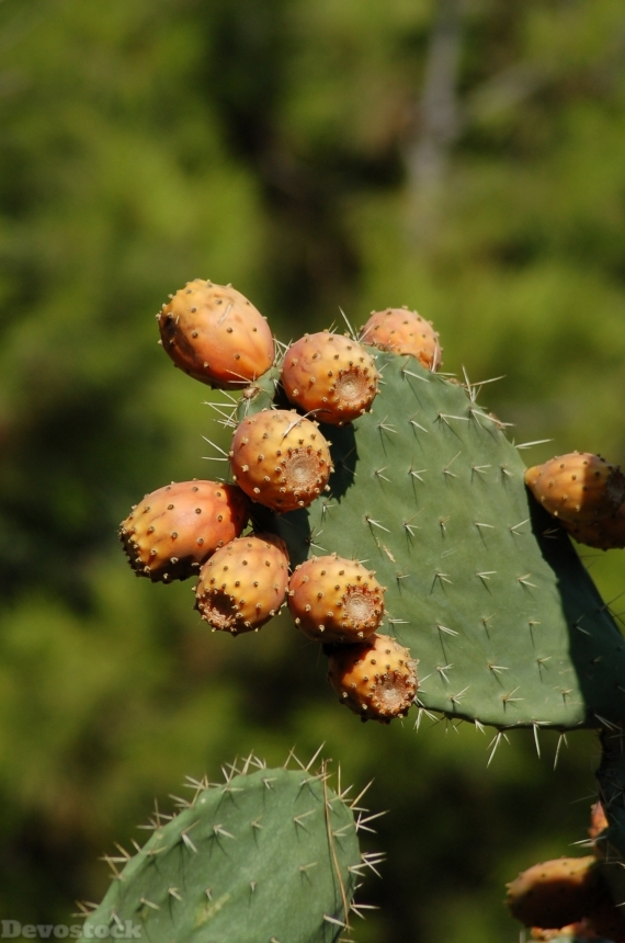 Devostock Cactus Prickly Pear Cactus 0