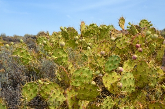 Devostock Cactus Spur Plant Thorns