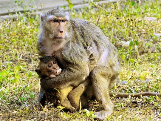 Devostock Cambodia Angkor Monkey Family