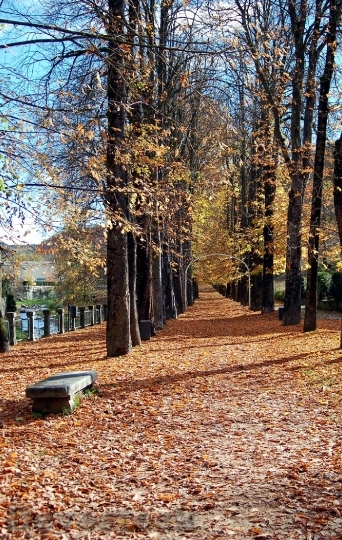 Devostock Camprodom Girona Autumn Leaves 0