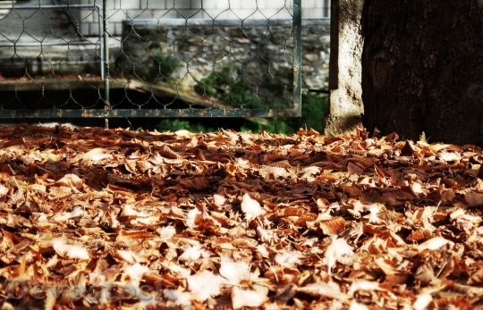 Devostock Camprodom Girona Autumn Leaves