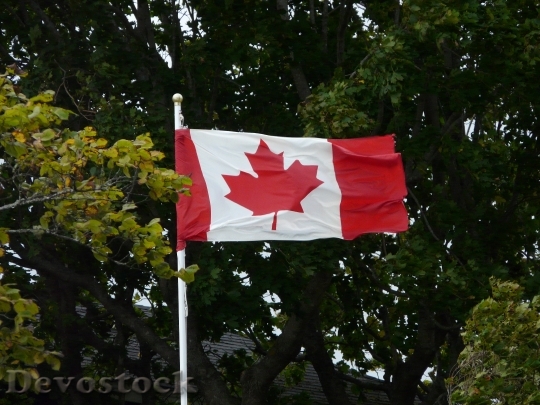 Devostock Canada Flag Maple 1595908