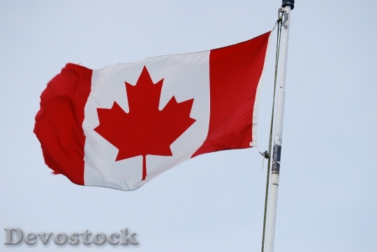 Devostock Canada Flag Maple Leaf 0