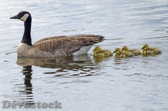 Devostock Canada Goose Goslings Chicks