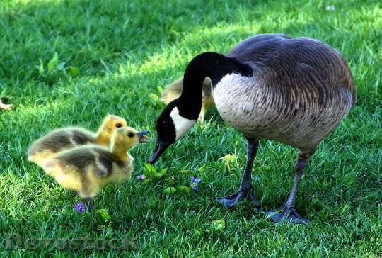 Devostock Canada Goose Mother S