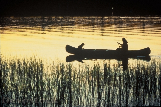 Devostock Canoe River Silhouettes Dog