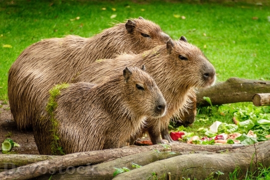 Devostock Capybara Group Eat Meadow