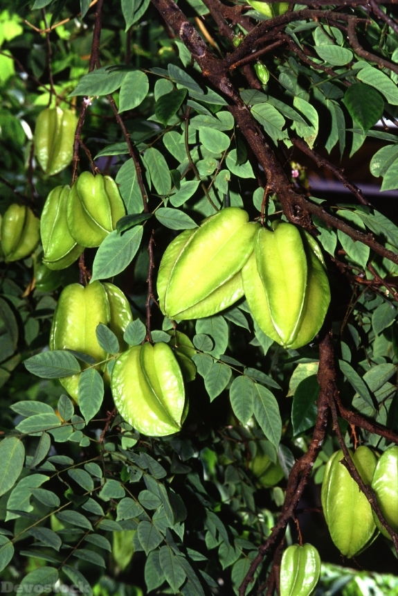 Devostock Carambola Starfruit Exotic Fruits