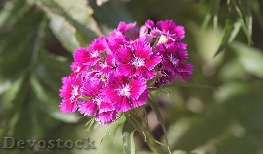 Devostock Carnation Flower Flowers Pink 0