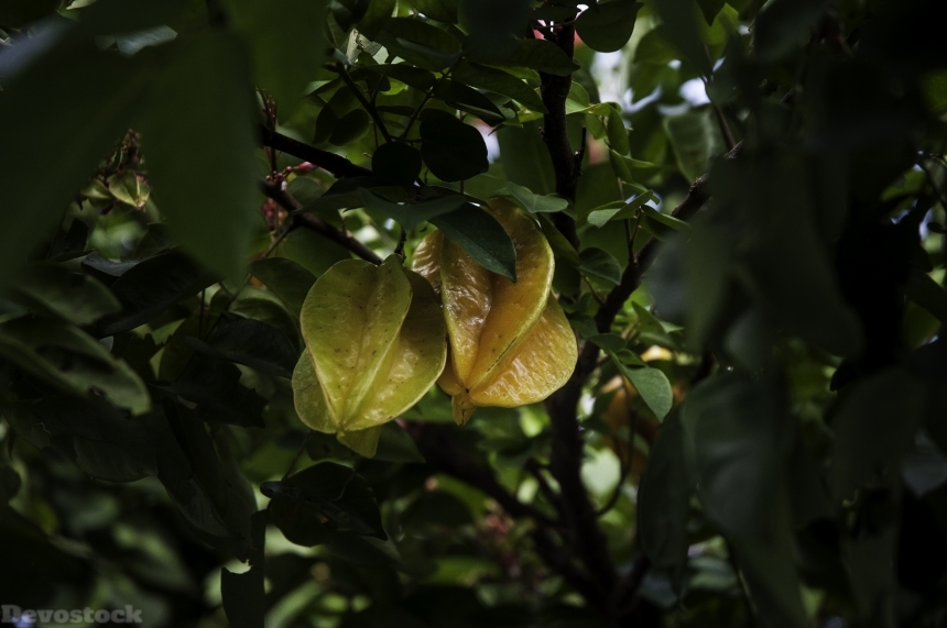 Devostock Carom Fruit Nature Frutase