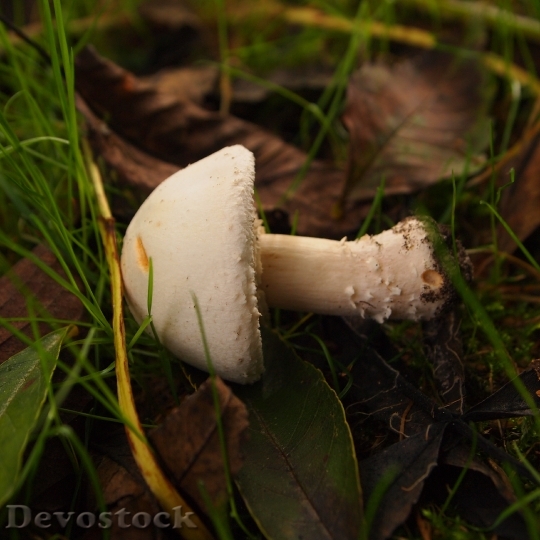 Devostock Cases Mushroom Are Fall