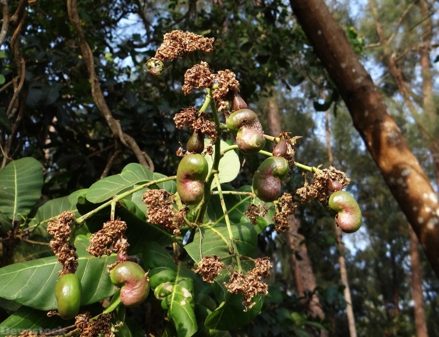 Devostock Cashew Baby Fruit Nut