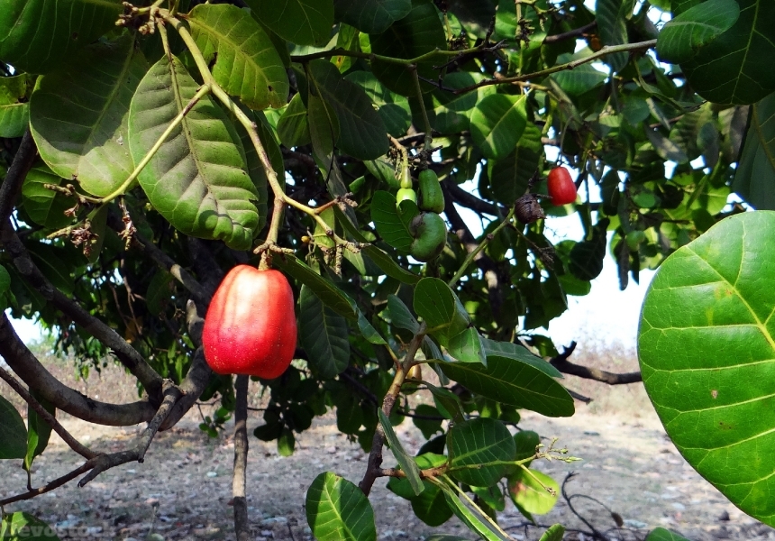 Devostock Cashew Fruit India Fruit 0
