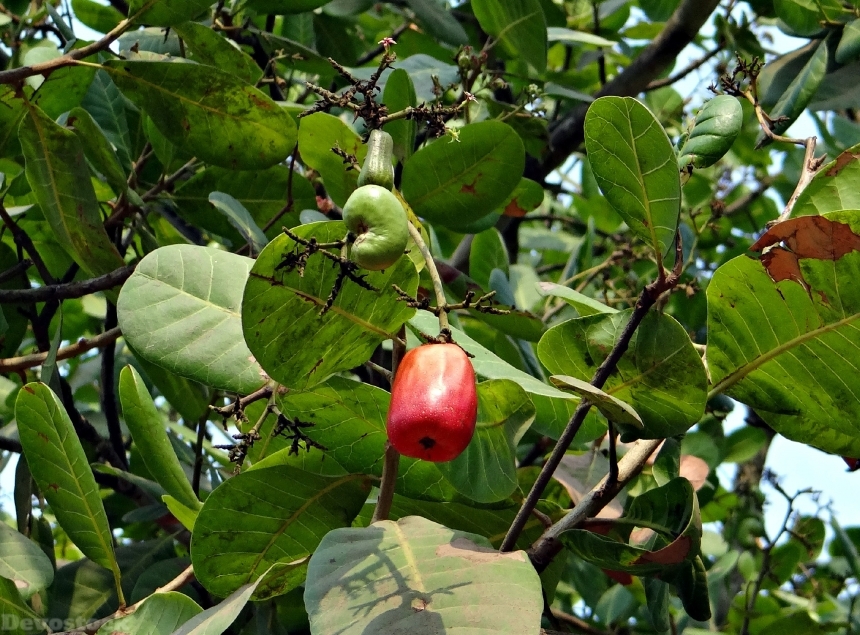 Devostock Cashew Fruit India Fruit