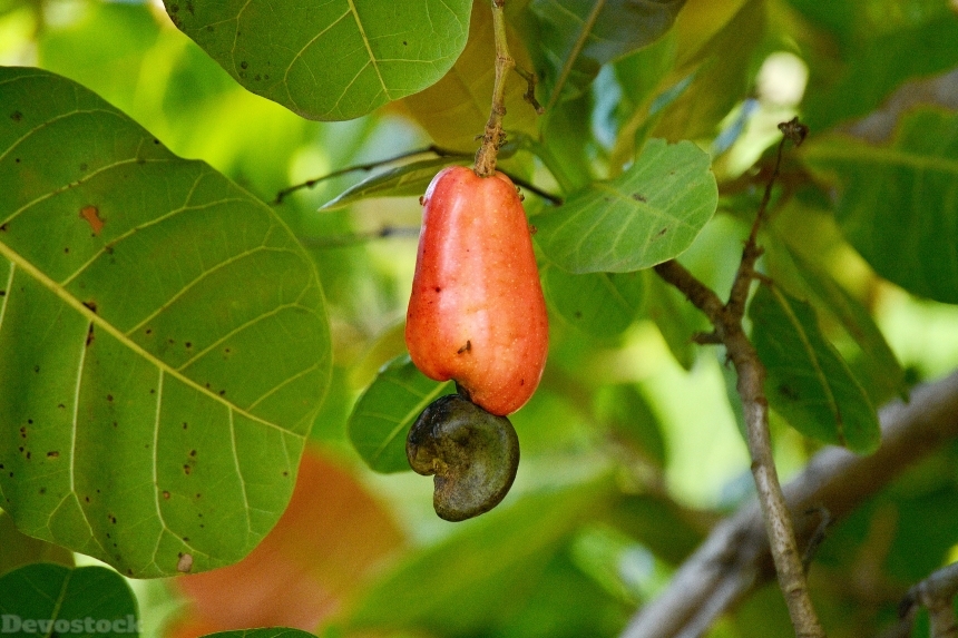 Devostock Cashew Fruit Mara C3
