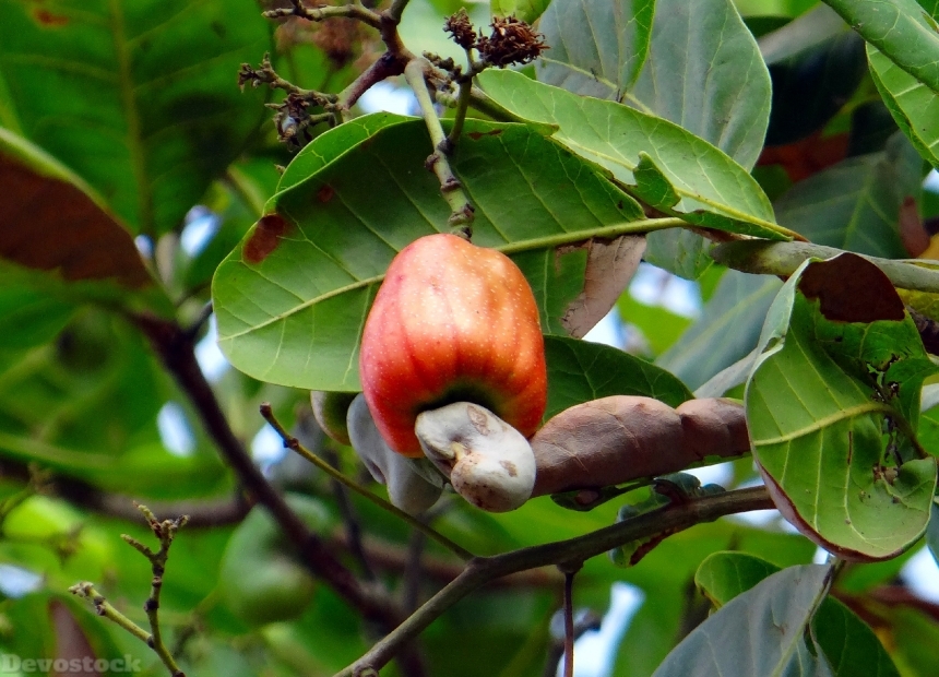 Devostock Cashew Fruit Nut Ripe
