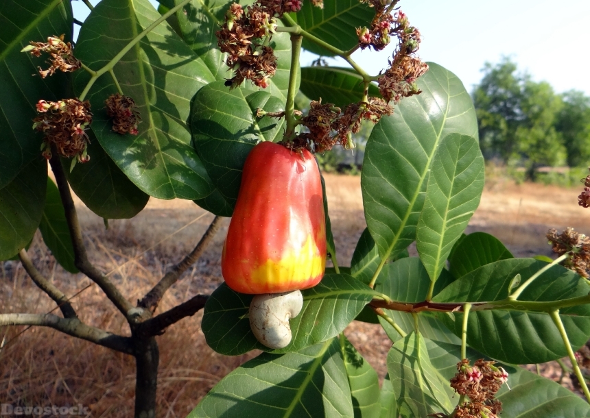 Devostock Cashew Fruit Ripe Nut 1
