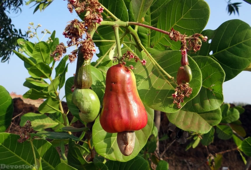 Devostock Cashew Fruit Ripe Nut