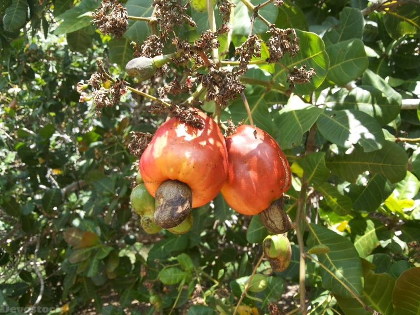 Devostock Cashew Nuts Fruit Cashew