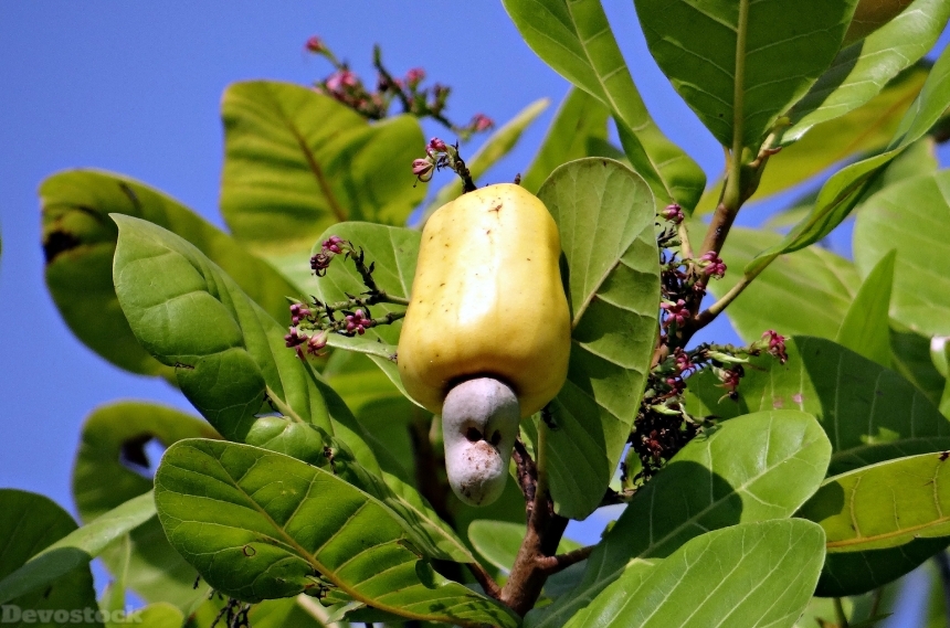 Devostock Cashew Nuts Fruit Ripe