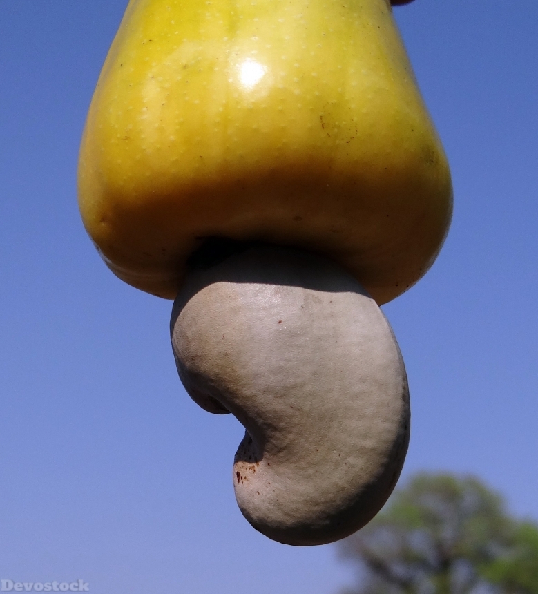 Devostock Cashew Nuts Fruit Tree 0