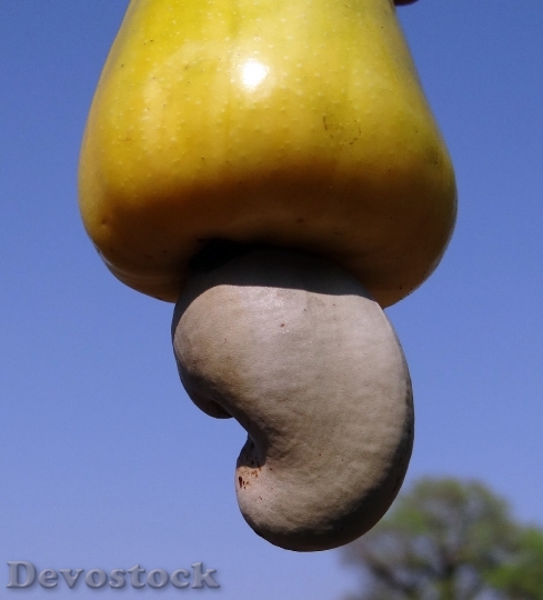 Devostock Cashew Nuts Fruit Tree 0