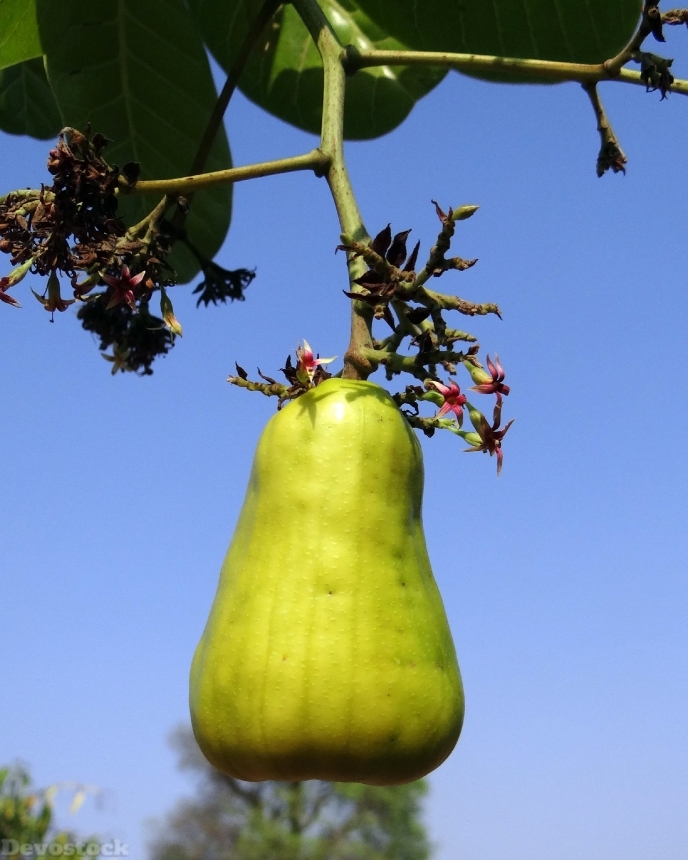 Devostock Cashew Nuts Fruit Tree 2