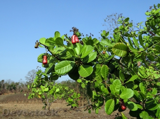 Devostock Cashew Nuts Fruit Tree
