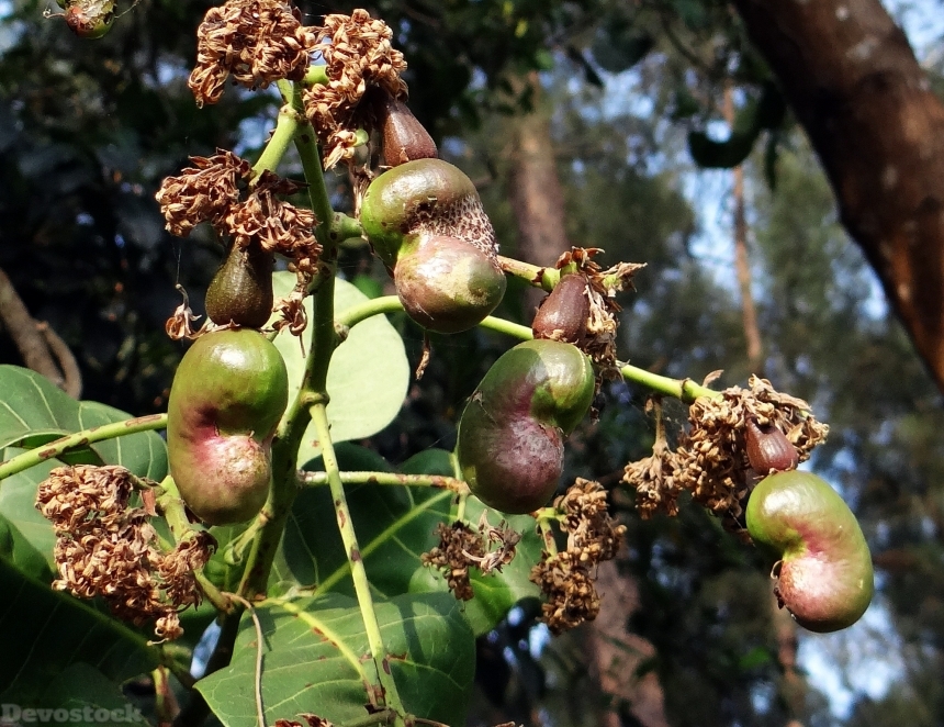 Devostock Cashew Nuts Fruits Trees