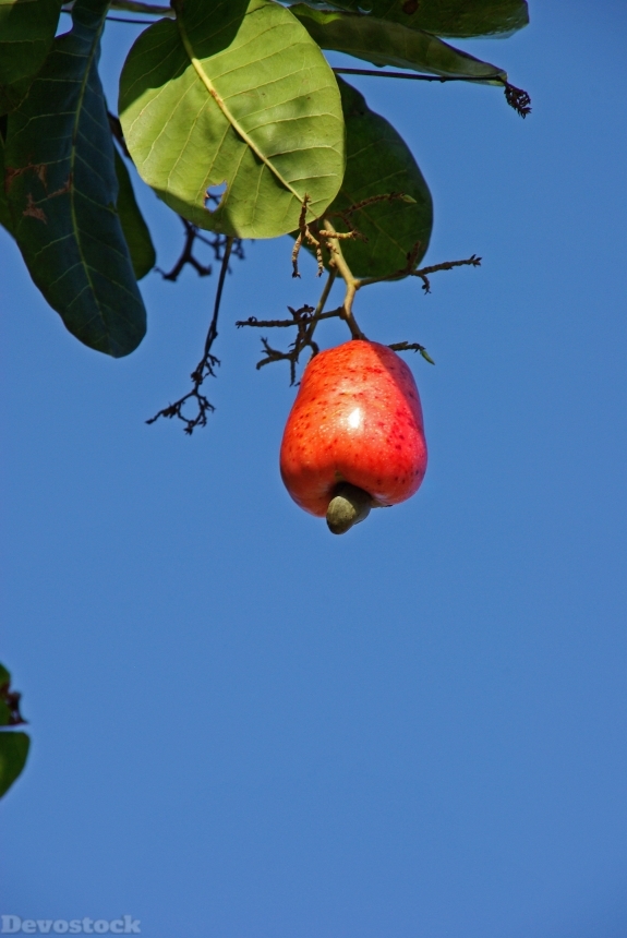Devostock Cashew Suriname Fruit 1043052