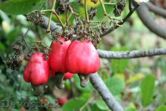 Devostock Cashew Tree Plant Nature