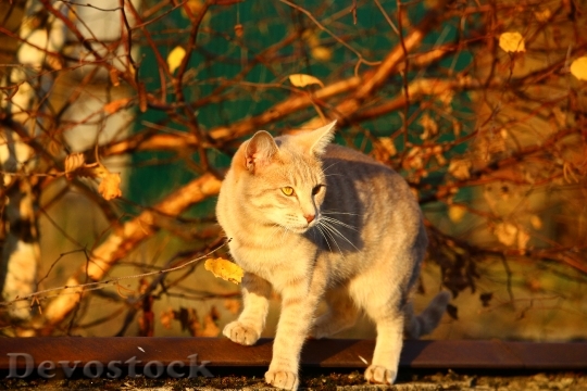 Devostock Cat Autumn Evening Light 0