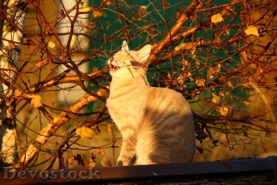 Devostock Cat Autumn Evening Light 1