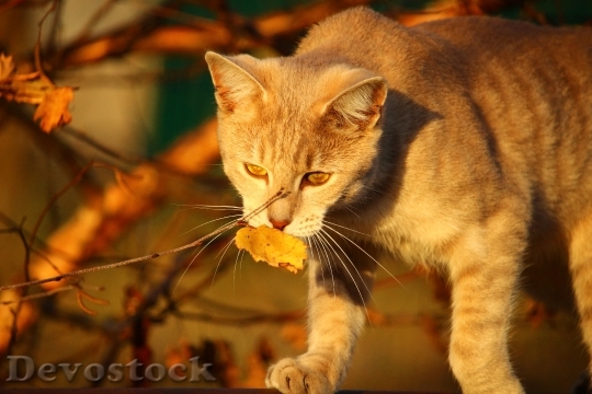 Devostock Cat Autumn Evening Light 2