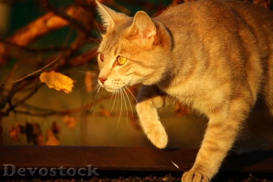 Devostock Cat Autumn Evening Light 3